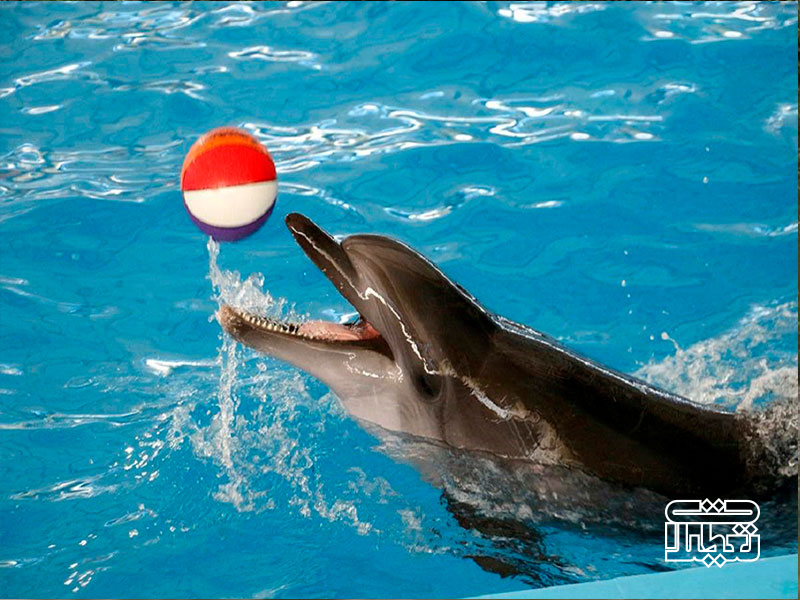 جاذبه های گردشگری کیش : پارک دلفین ها